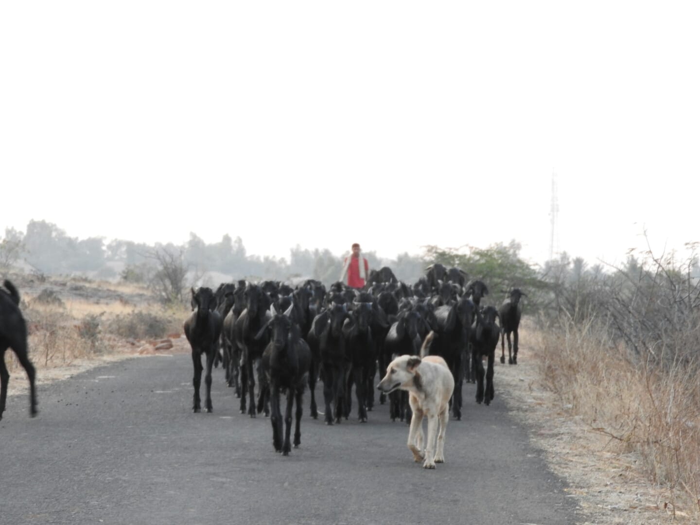 Godachinmalki village scenes - goats going back home
