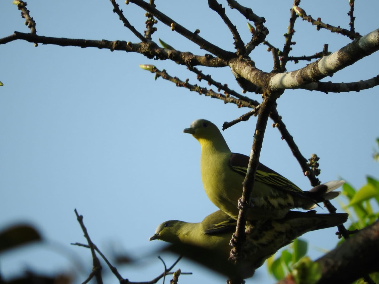 lot of beautiful birds in Bhimgad forest