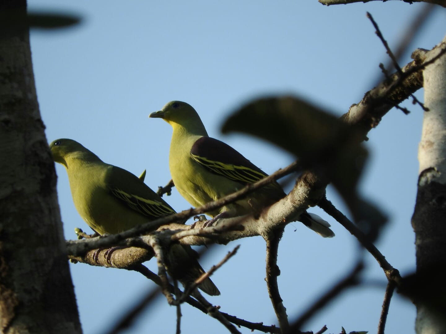 green birds, bhimgad wildlife sanctuary