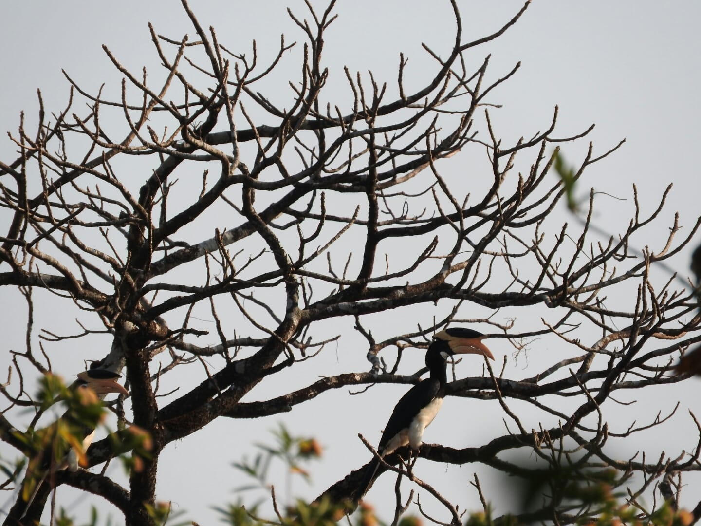 hornbills spotted in bhimgad forest