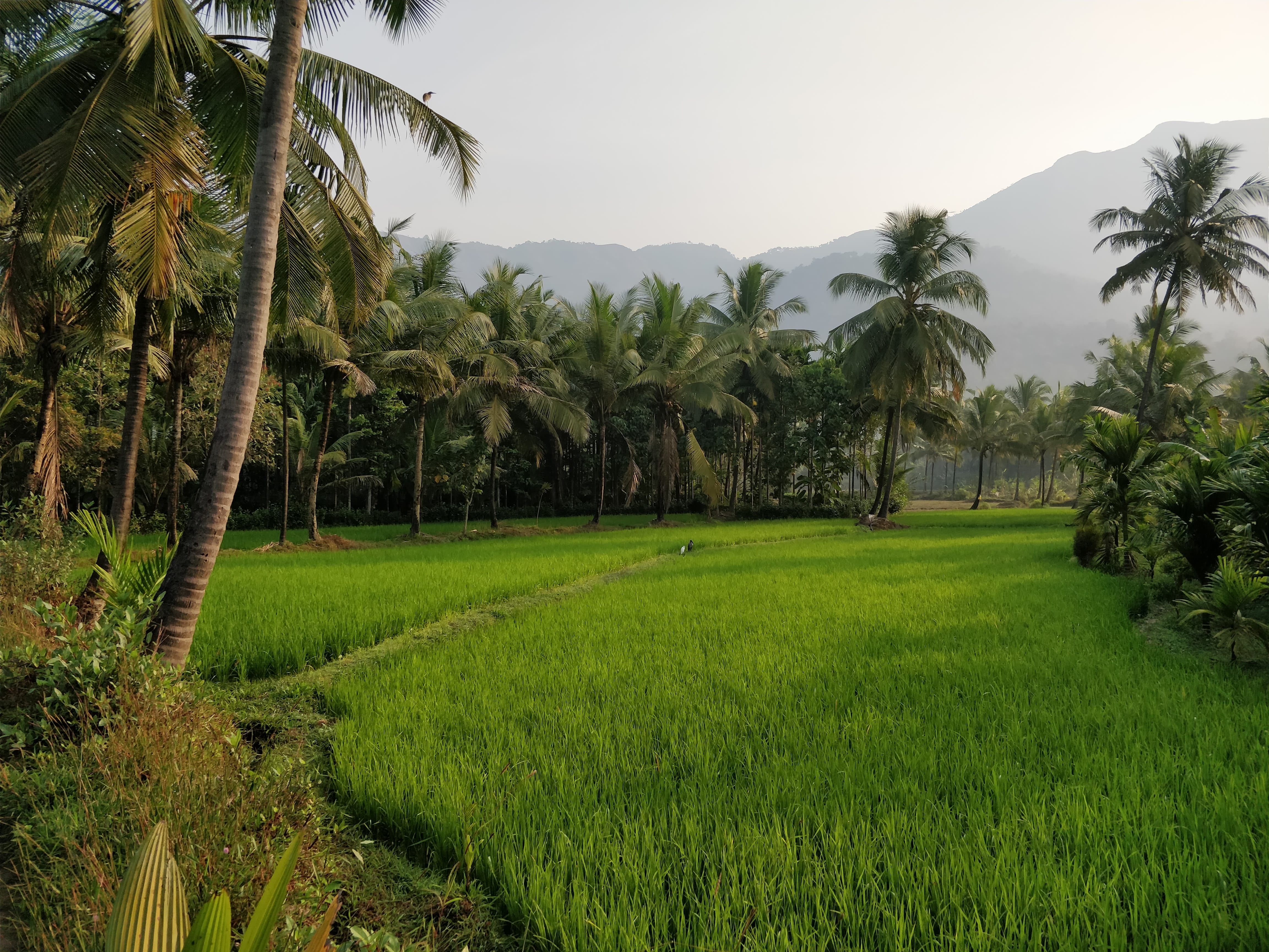 lush green fields, coconut and aracanut plantations