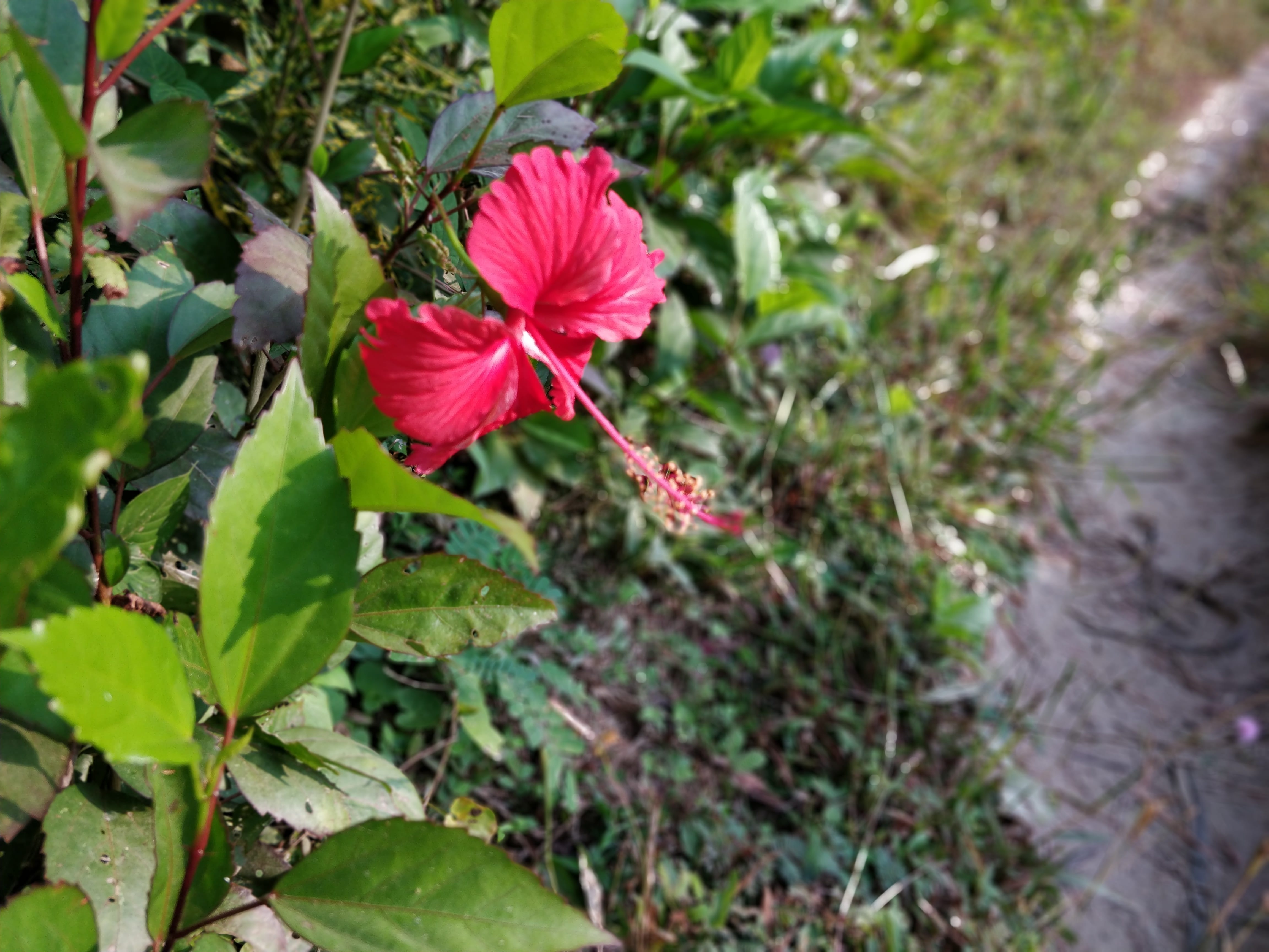 hibiscus flower