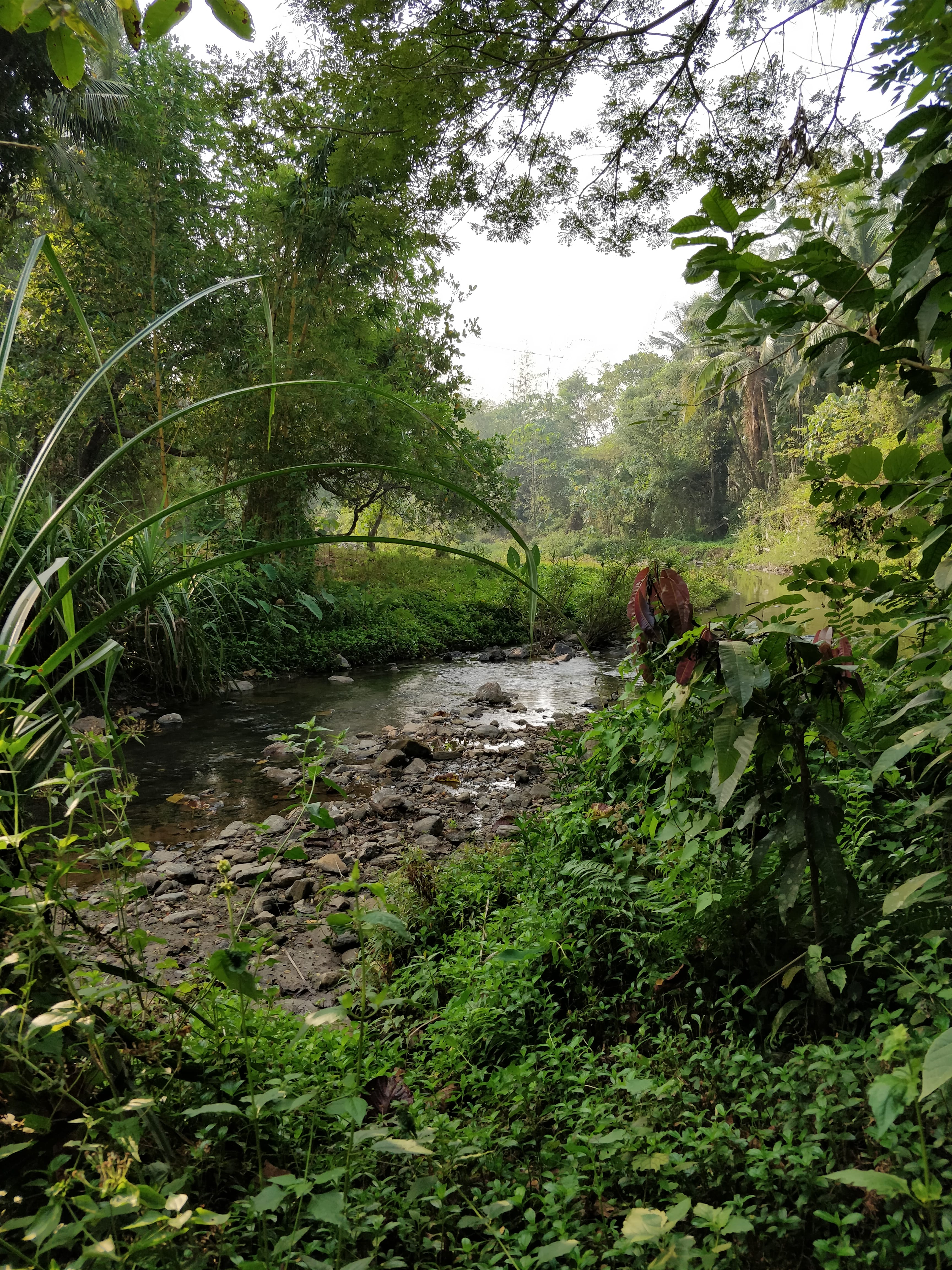 small stream on the way to kadamagundi falls