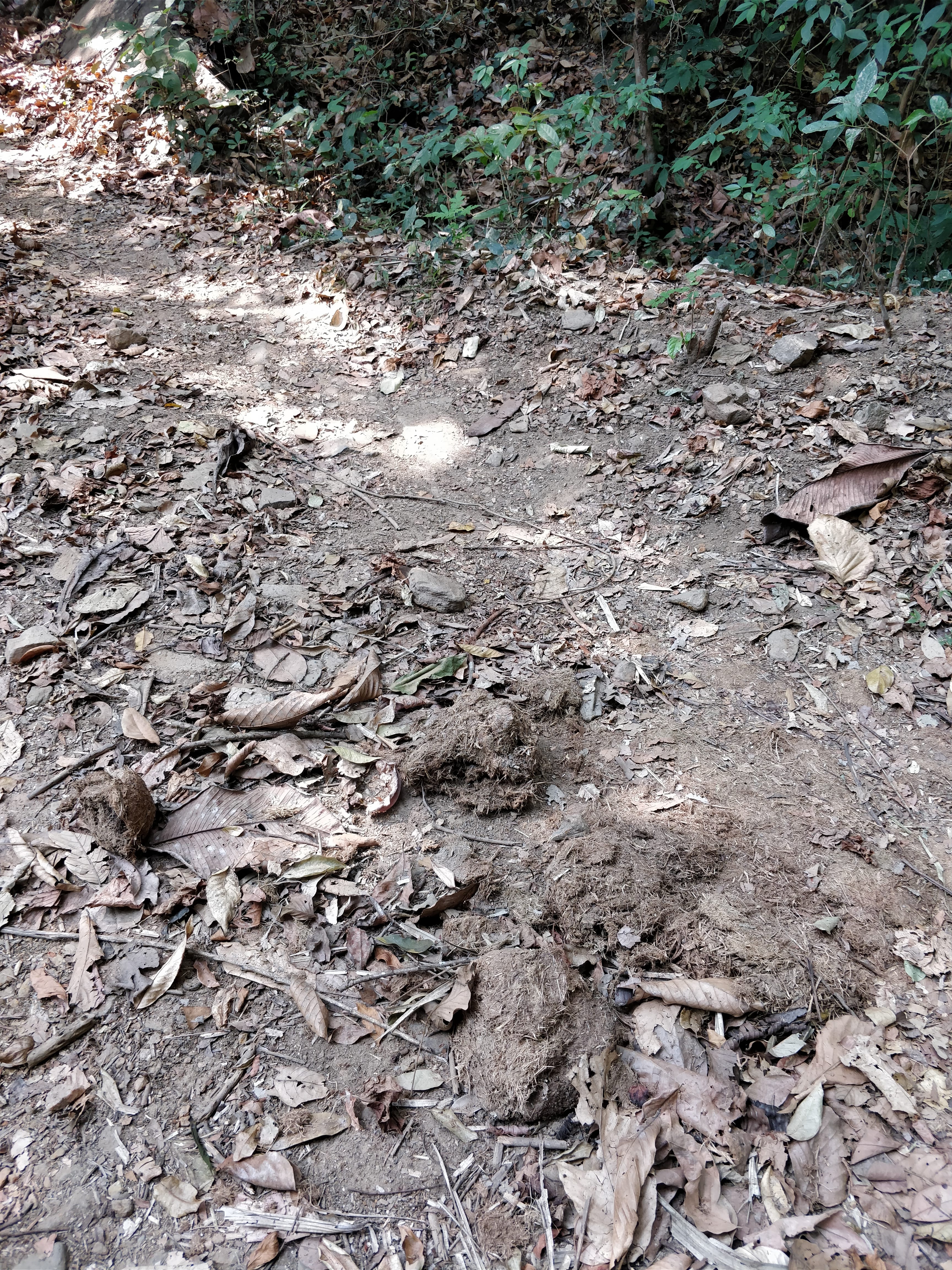 elephant dung on the forest trek trail