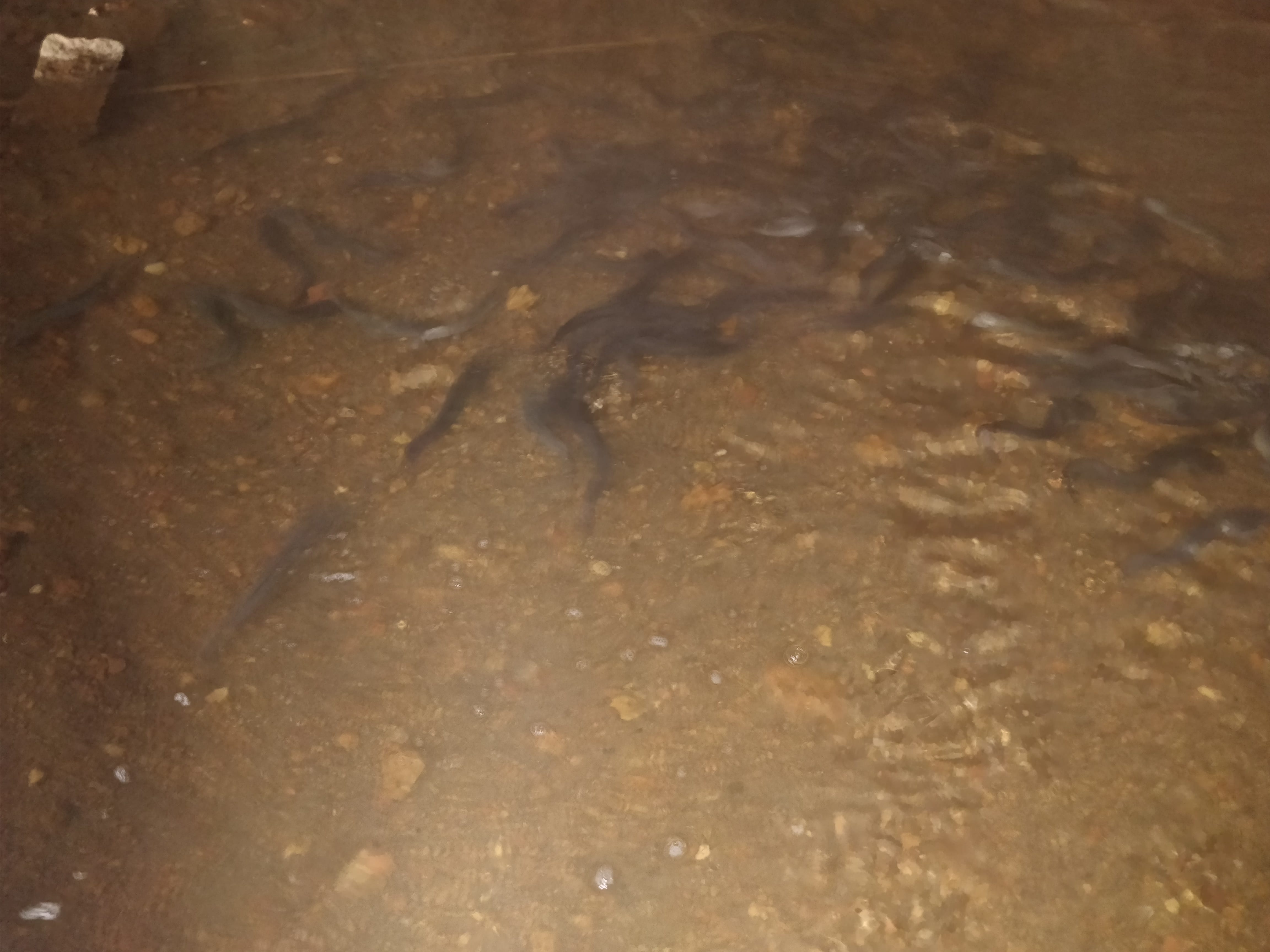 snake fish inside the cave - keradi cave temple