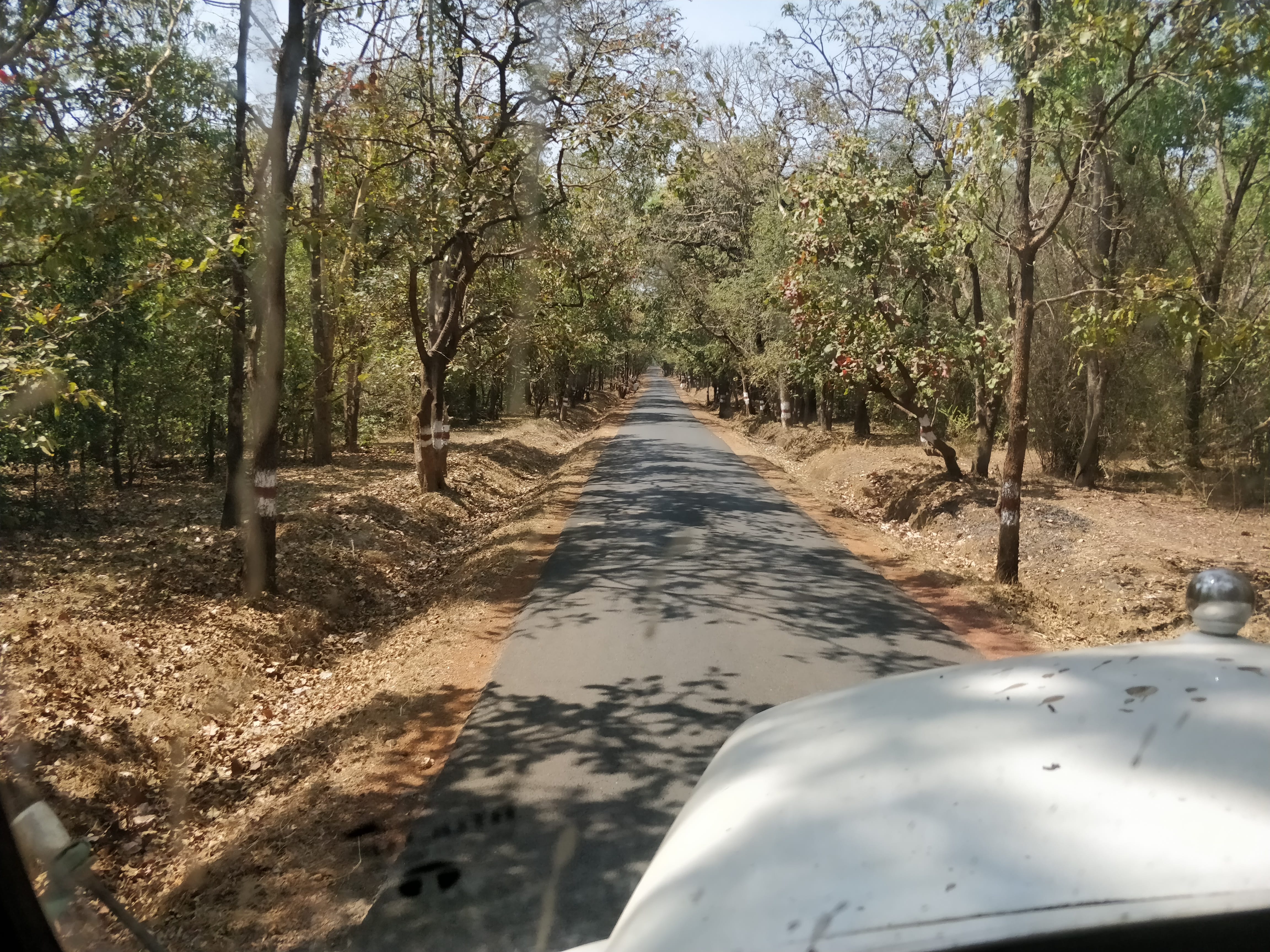 bhimgad forest - tipper journey from hemmadga cross to hemmadga check post