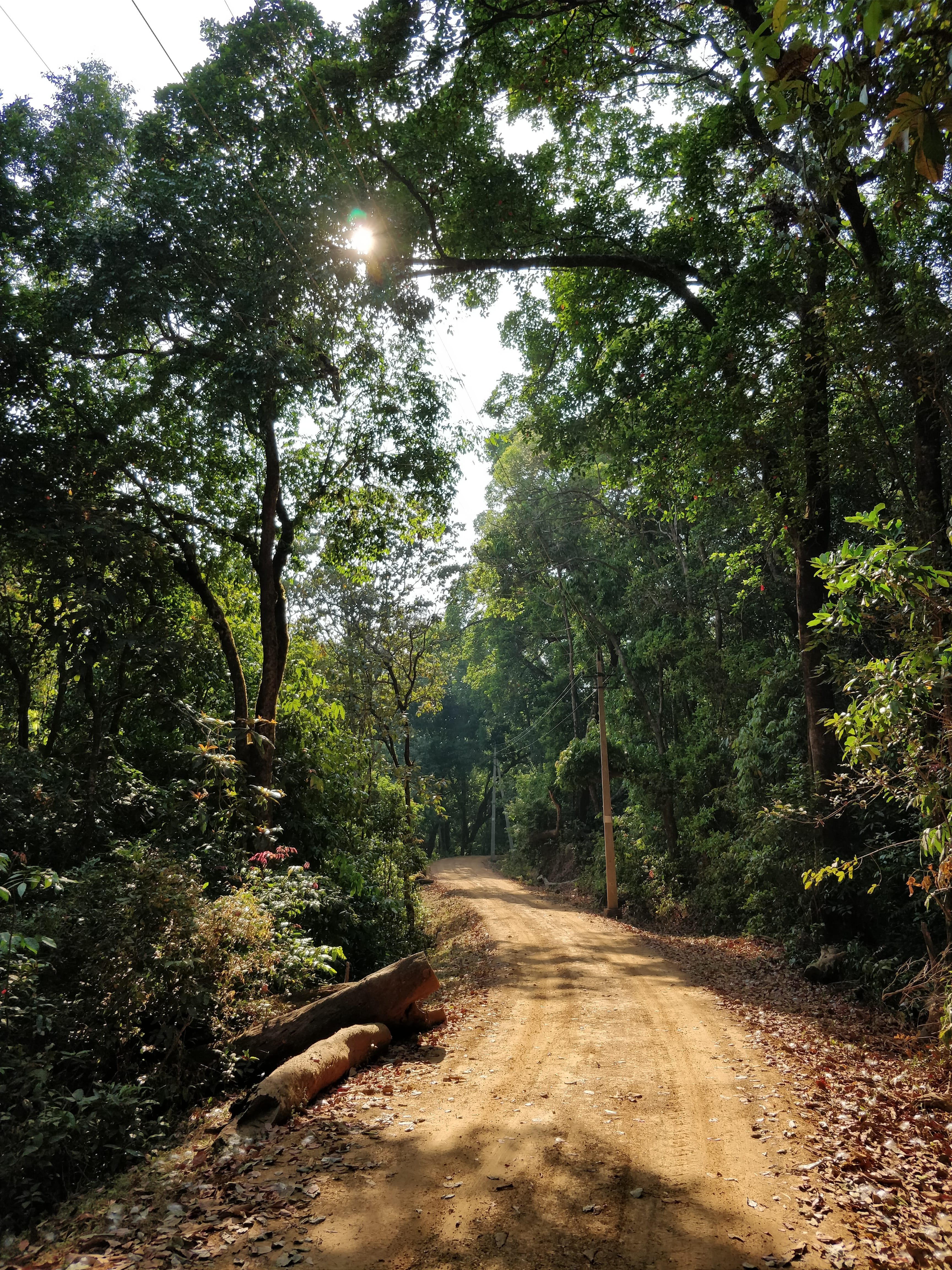 road through the forest - bhimgad