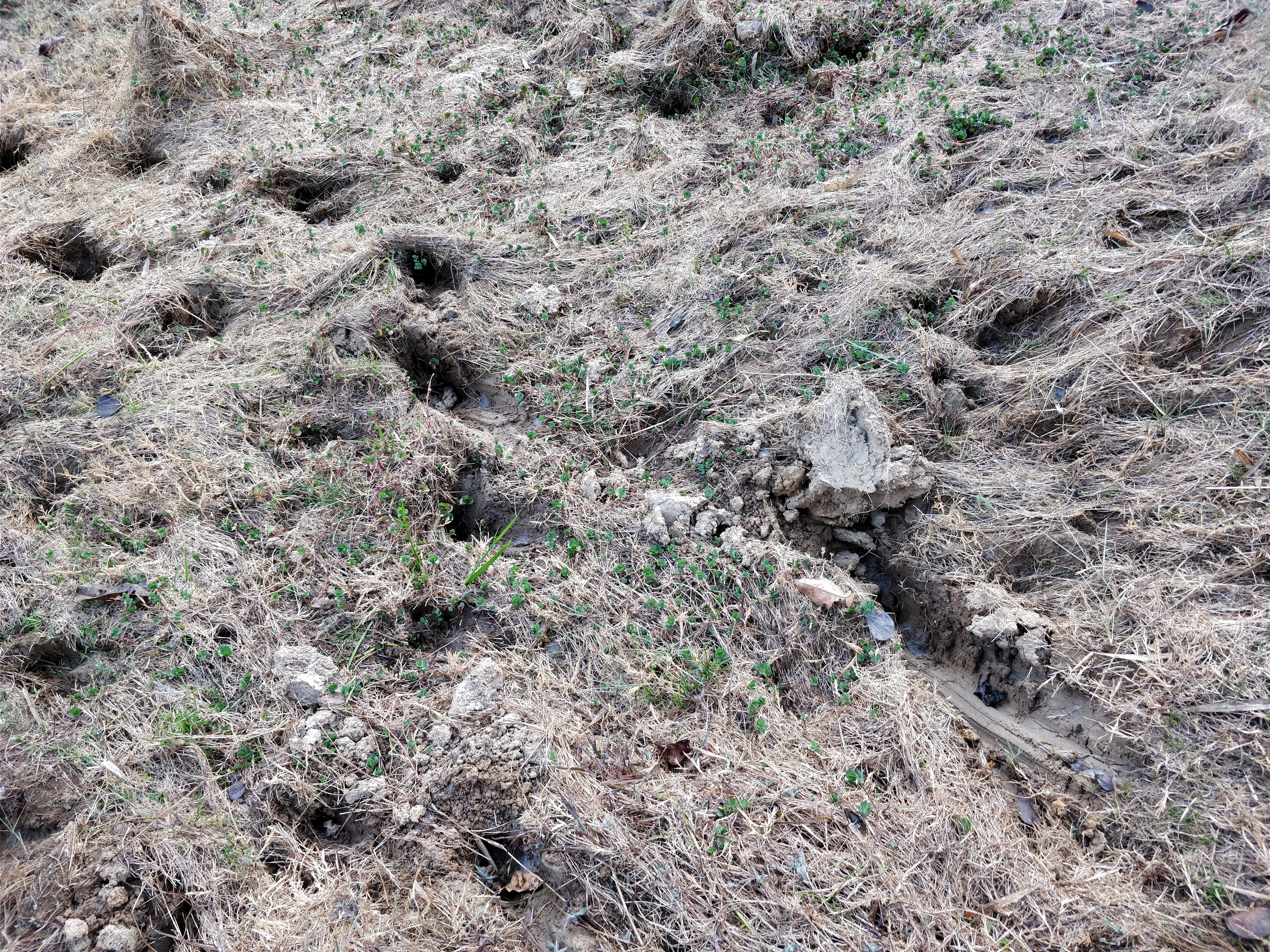 fresh hoof marks near the lake - possibly made by wild bisons - Gaurs - bhimgad wildlife sanctuary