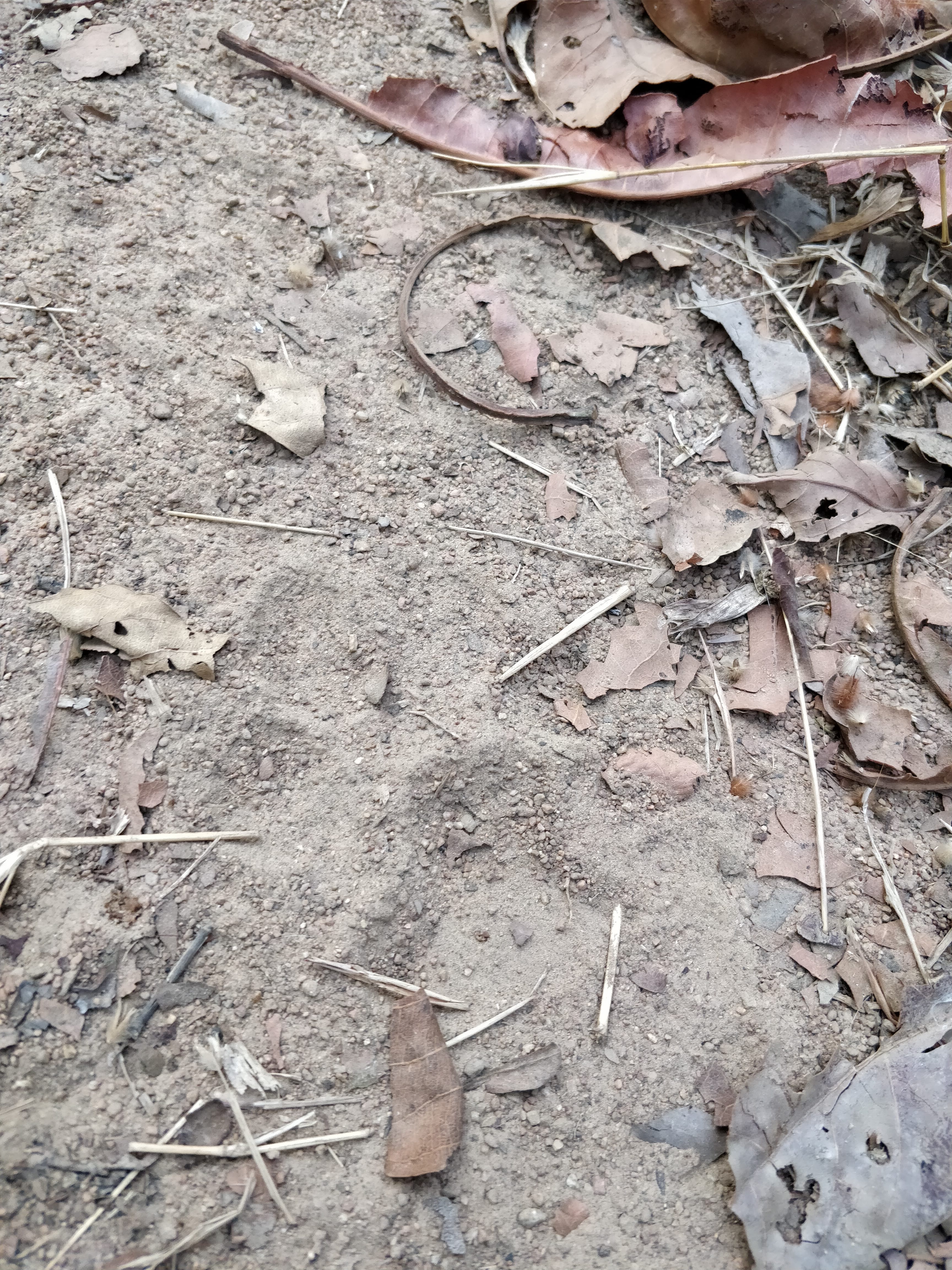 tiger pug marks on our trek route - bhimgad forest