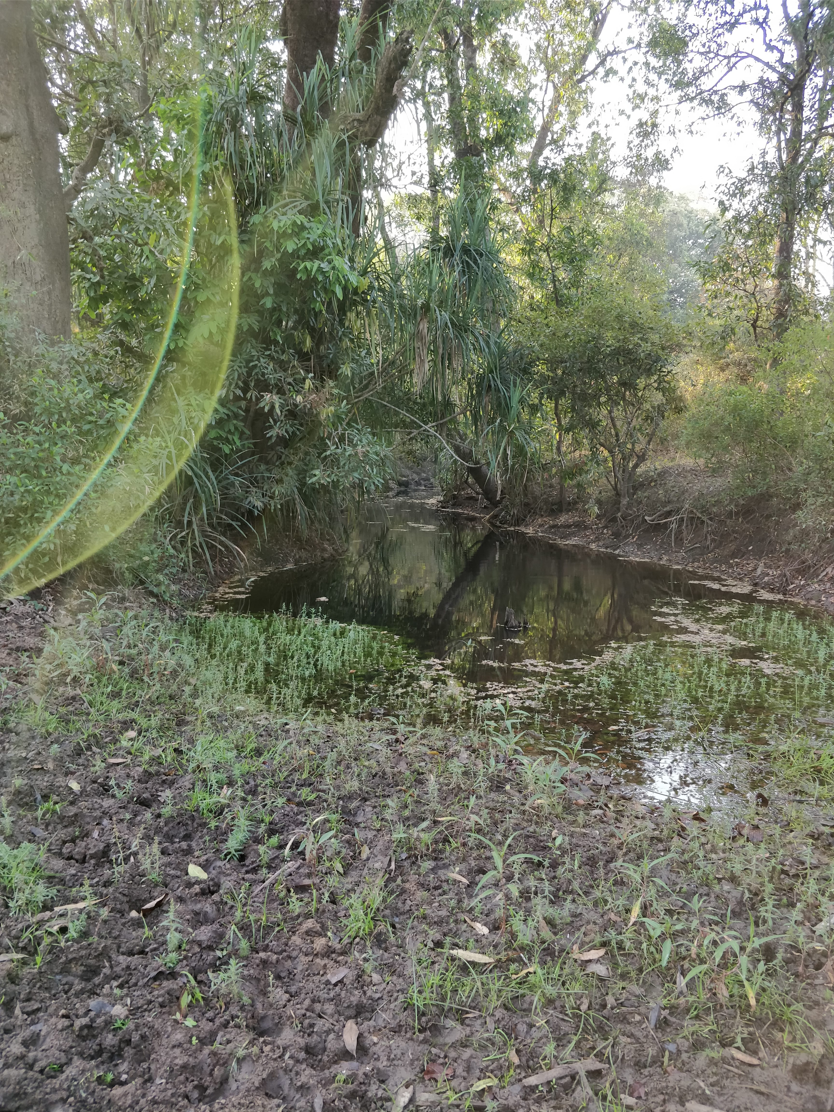 another small pond inside the forest